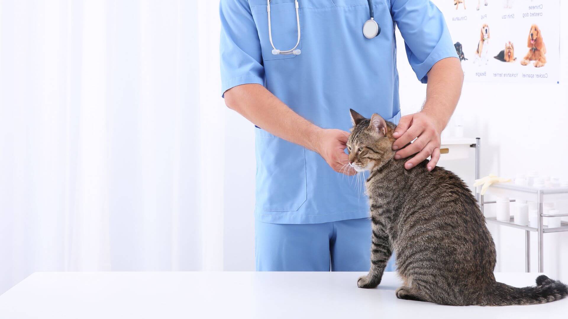Vet near me polkton nc 28135 brown creek animal hospital