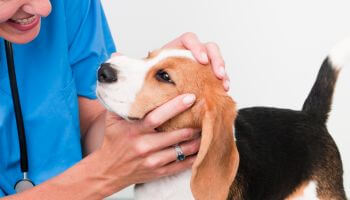 A vet closely examining a dog