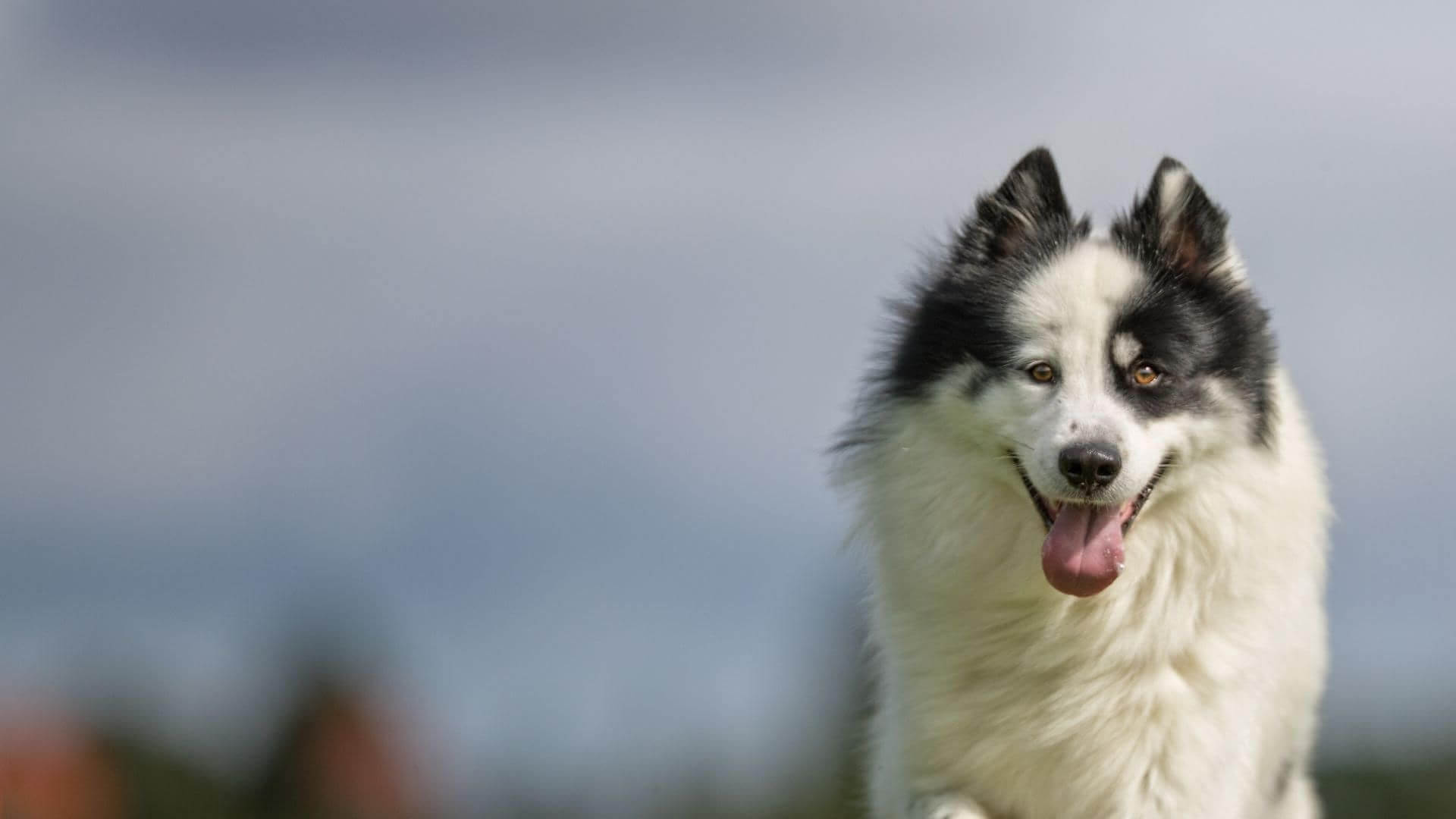 Pet Medical Assessment In Polkton, NC | Brown Creek Animal Hospital