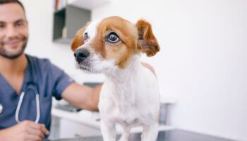 A dog standing on a table and a vet standing beside it