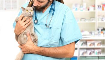 A veterinarian holding a cat