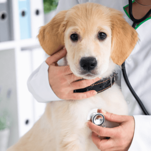 A vet holding a dog and examining it