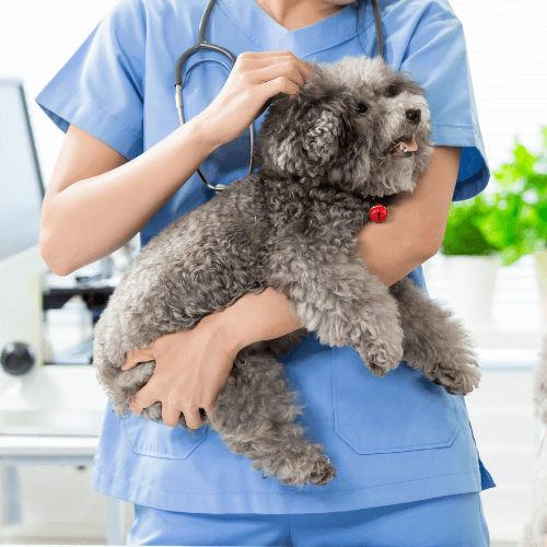 A vet holding a dog and cuddling it