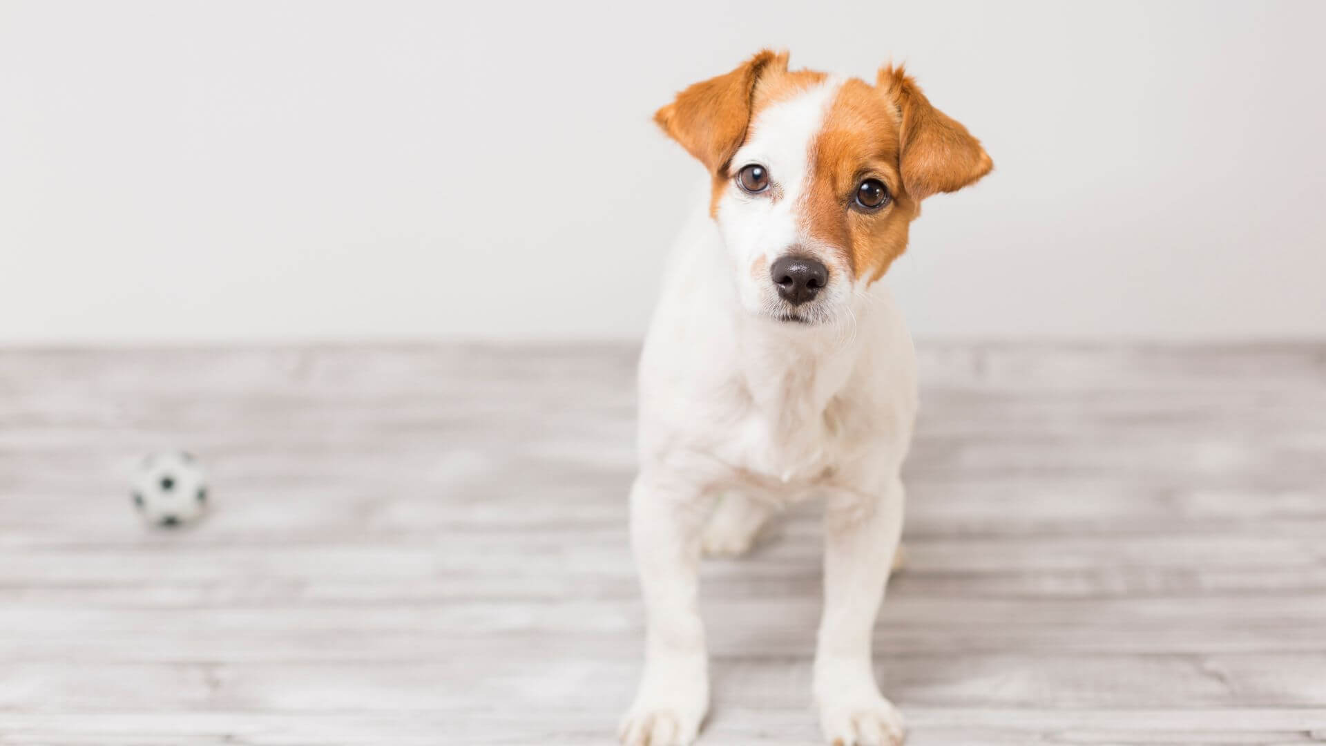 Best Vet Hospital In Polkton, NC | Brown Creek Animal Hospital