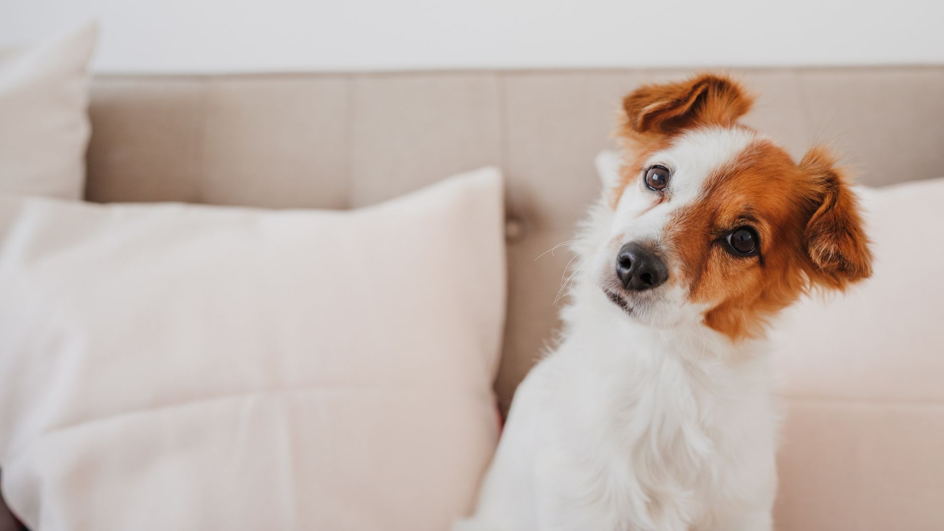 Advanced Treatments For Pets In Polkton, NC | Brown Creek Animal Hospital