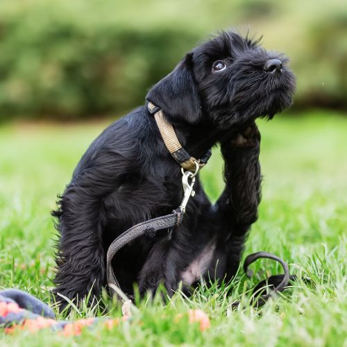 A black dog sitting on grass scratching itself