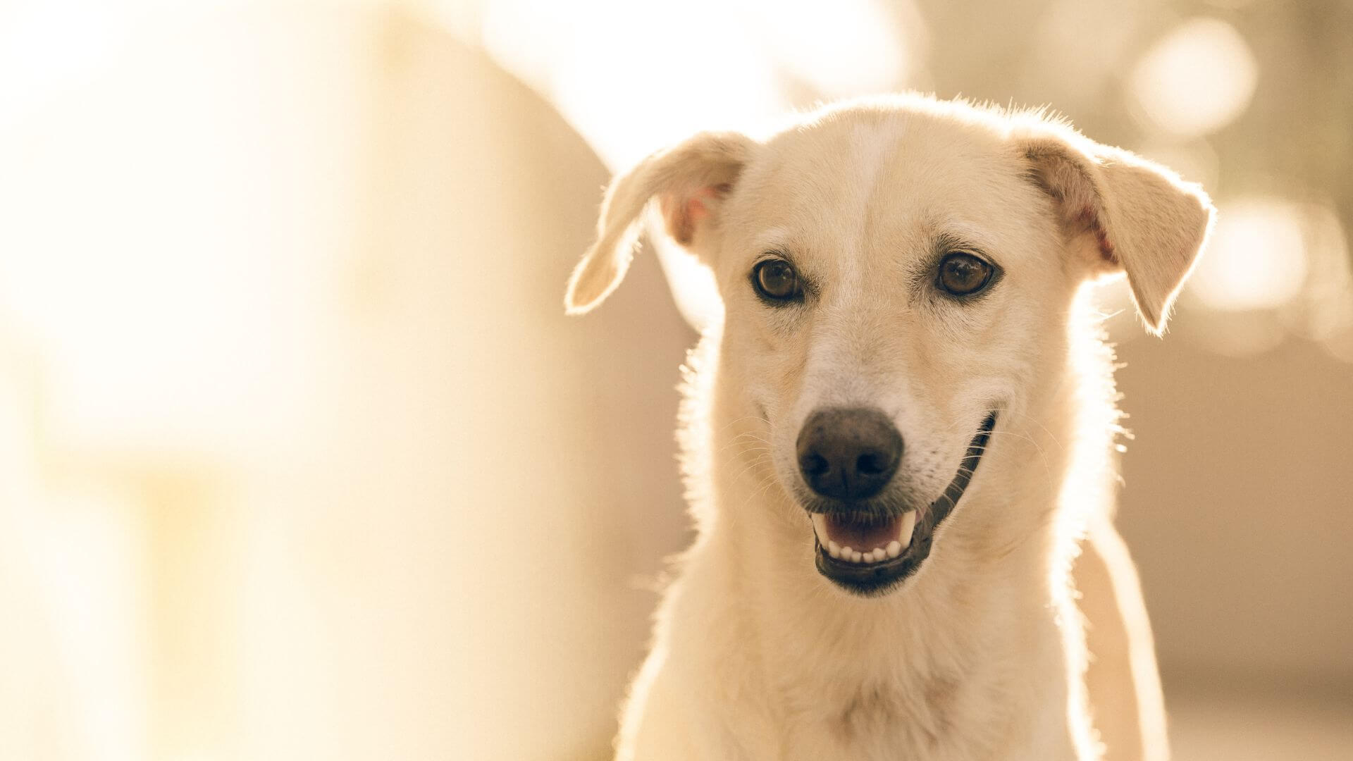 Pet Anesthesia And Patient Monitoring In Polkton, NC | Brown Creek ...