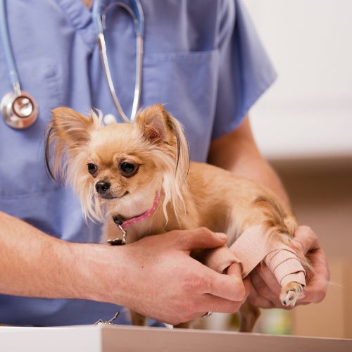 Chihuahua dog gets her injured leg bandaged by vet