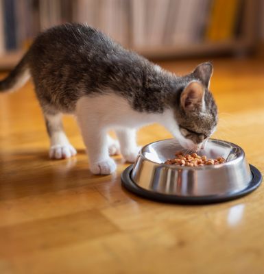 A kitten eating food from a bowl