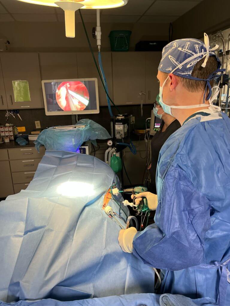 Surgeon performing laparoscopic surgery on a pet