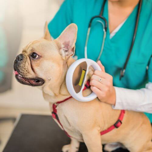 Vet examining microchip implant of a dog