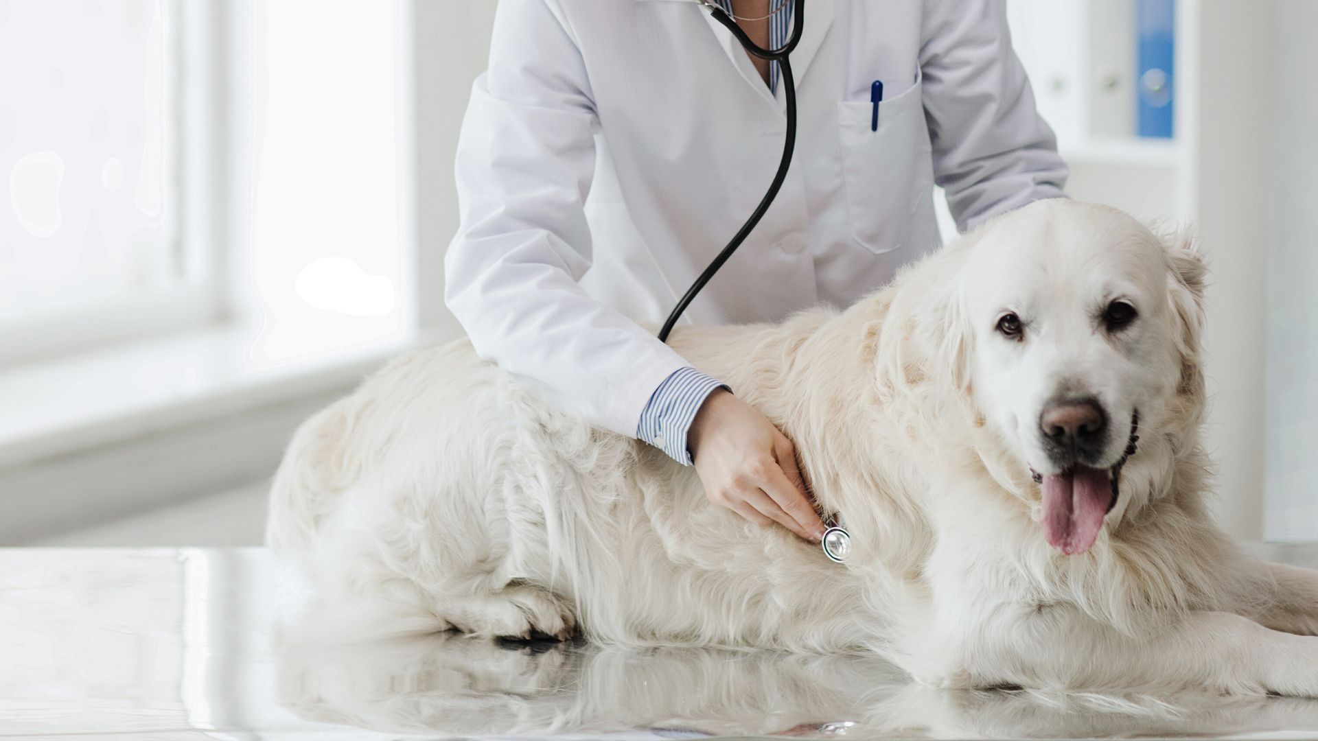 Veterinarian In Polkton, NC | Brown Creek Animal Hospital