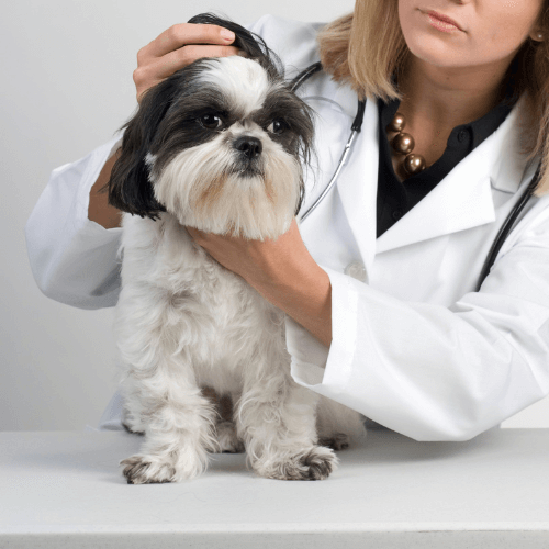 A lady vet closely examining a dog