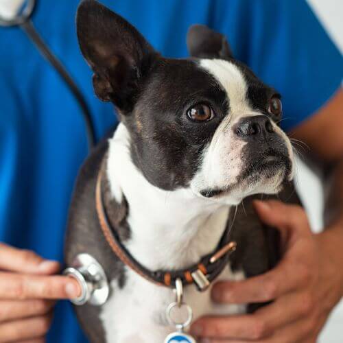 A vet examining a Boston Terrier dog with a stethoscope