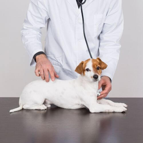 A vet examining a dog lying on a table