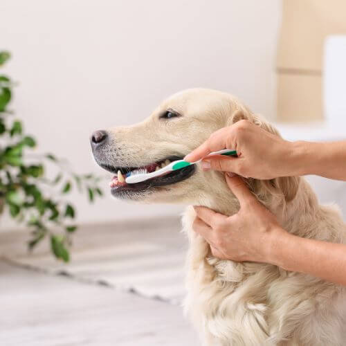 A person brushing a dog's teeth