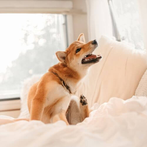 A dog sitting on a bed and scratching itself