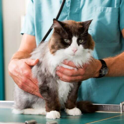 A vet examining a cat sitting on a table