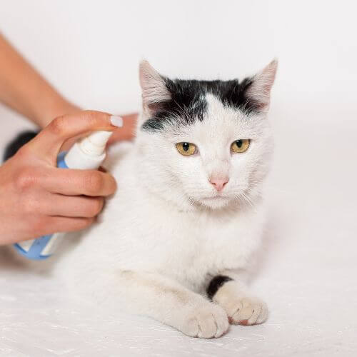 A person spraying flea preventive on a cat