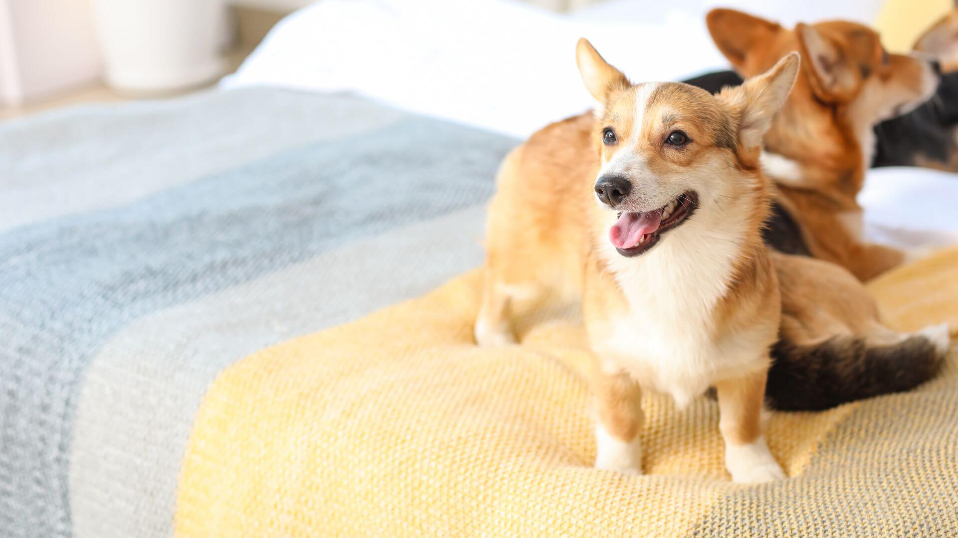 Pet Health Screening Tests In Polkton, NC | Brown Creek Animal Hospital