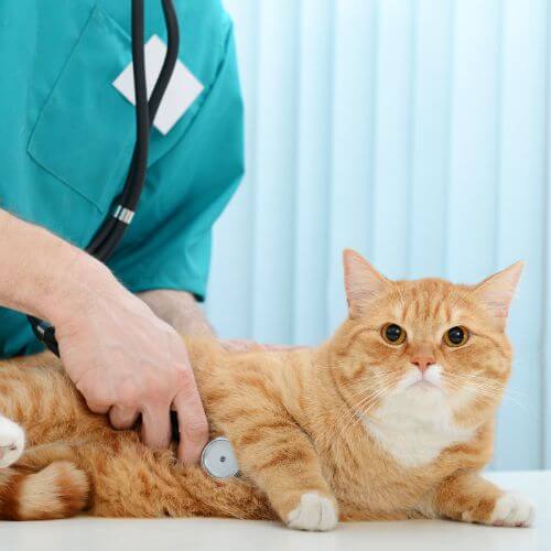 A vet examining an orange cat with a stethoscope