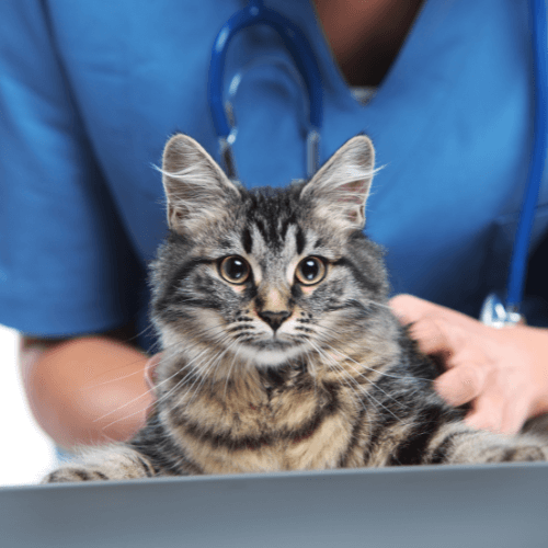 A vet holding a cat lying on a table