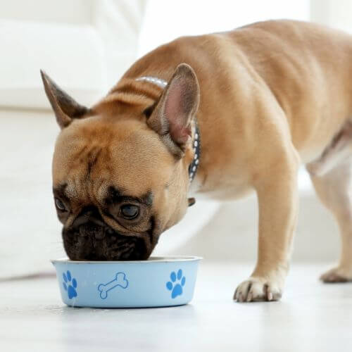 A Pug eating food from a bowl