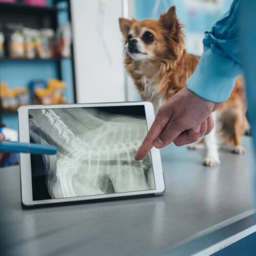 A dog standing on a table and vet examining its x-ray on a tablet