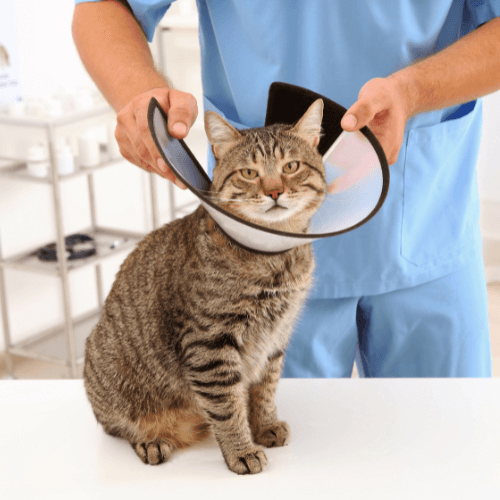 Vet putting surgery collar for a cat