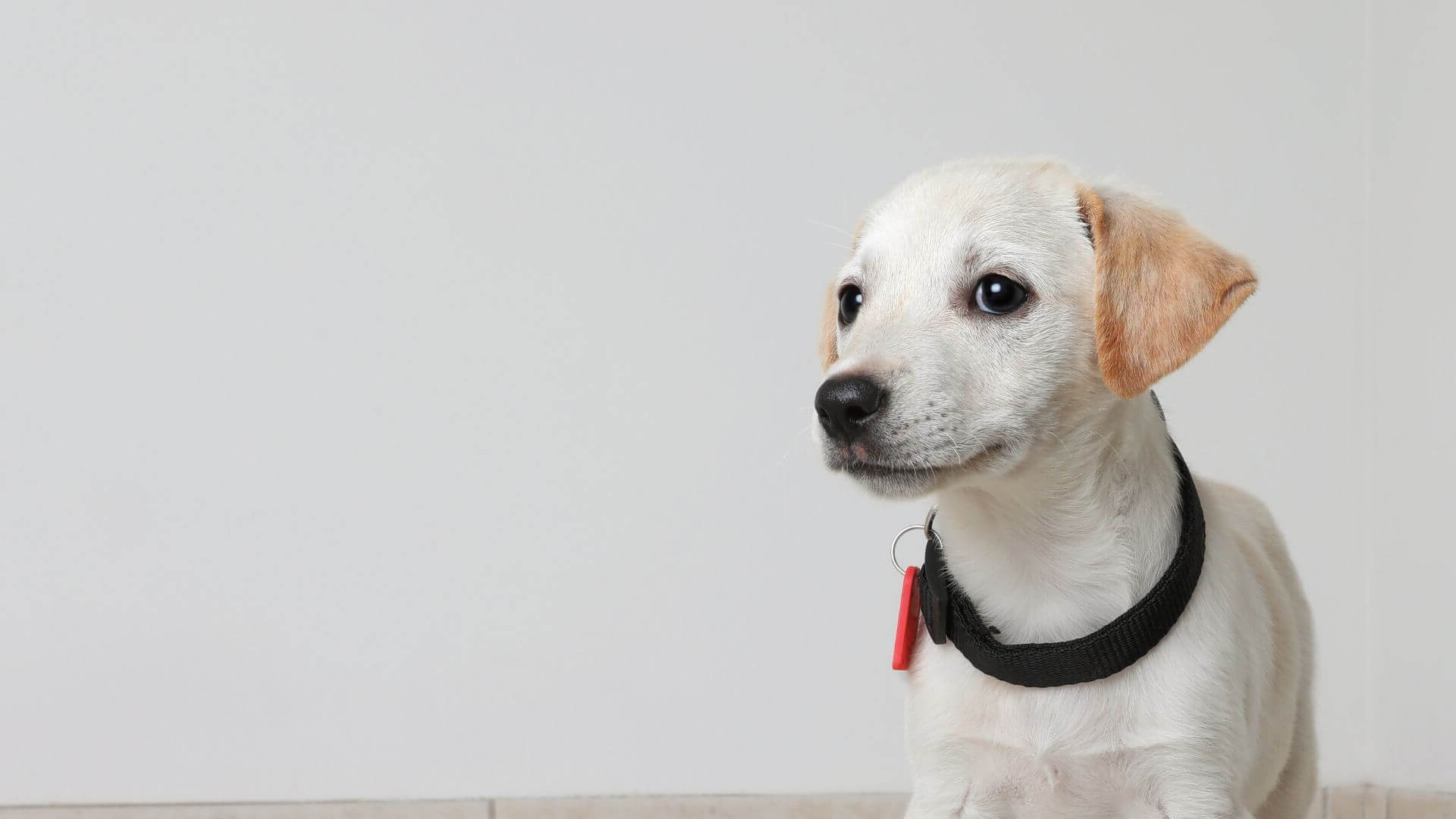 Pet Wellness And Vaccination Programs In Polkton, NC | Brown Creek ...