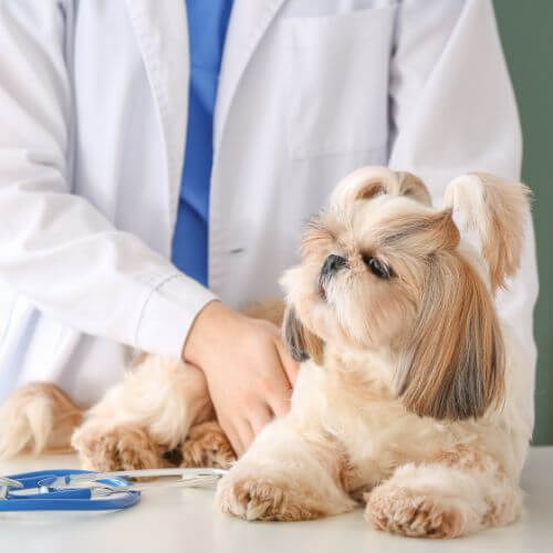 A vet examining a dog lying on examination table