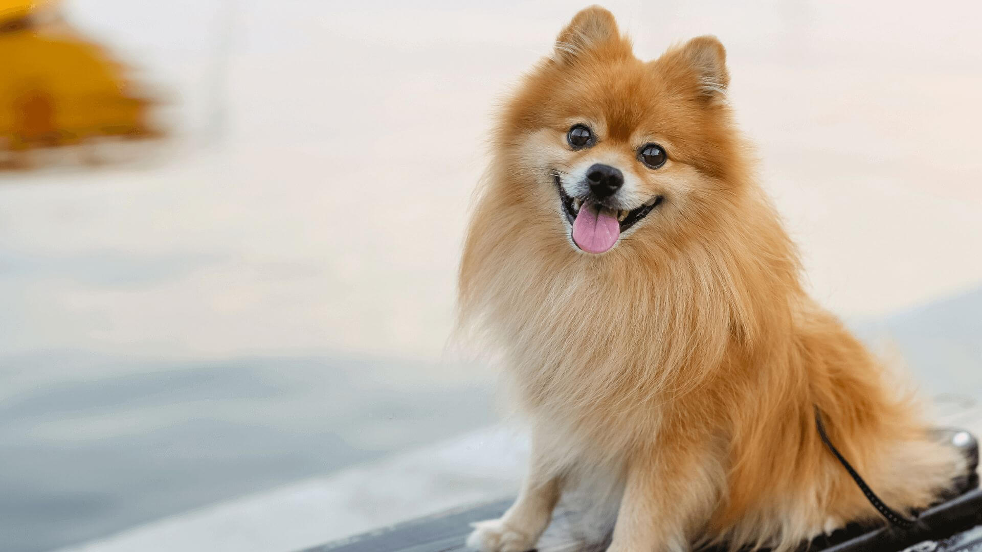 Take A Tour | Brown Creek Animal Hospital