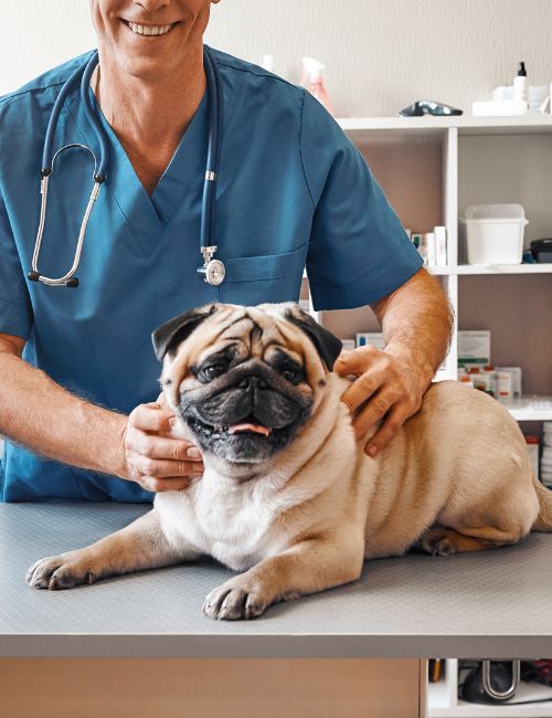 The vet is holding a pug on a table and smiling at the camera