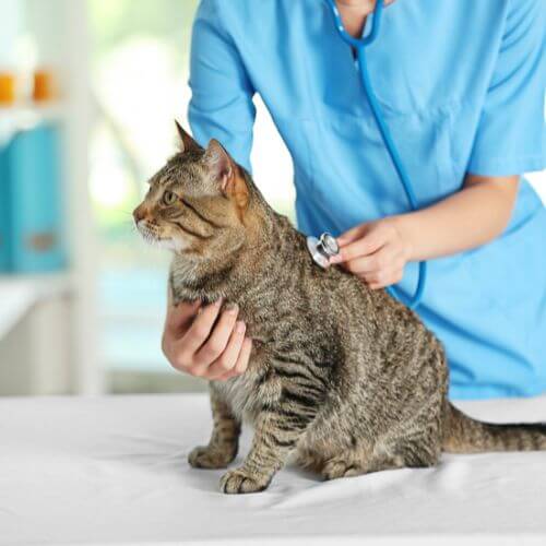 A vet examining a cat sitting on a table