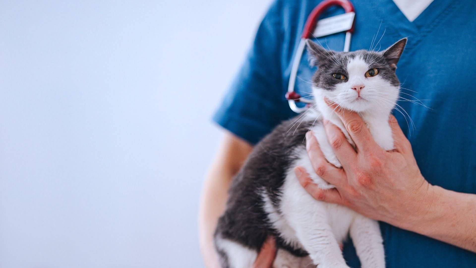 What To Expect | Brown Creek Animal Hospital